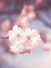 이 봄이 다 가기 전에