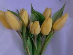 노란 튤립의 꽃말을 아시나요?