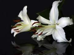 [마들에슾] 카사블랑카