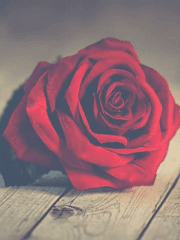 로제트 C. 블레이즈델