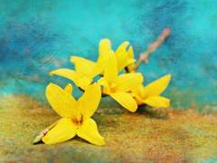 [마들에슾] 은매화와 개나리