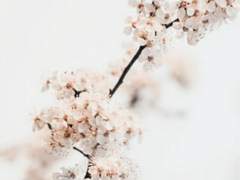 [렌고쿠 드림] 나무와 불꽃 (5)