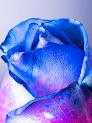 1차:: 자캐 연성