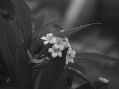 최신유.18.진실하게 이르니