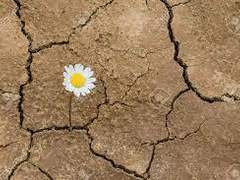 메마른 땅에도 꽃은 핀다