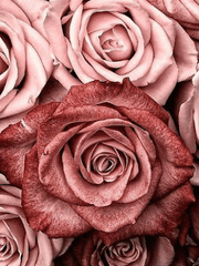 당신의 것이 되기까지