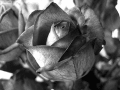 내가■■하는 너에게.