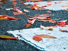 11월 23일의 리하이