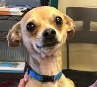 [주술회전 드림] K-고딩오타쿠가 과몰입한 장르에 들어간 글 1