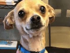 [주술회전 드림] K-고딩오타쿠가 과몰입하는 장르에 들어간 글 5