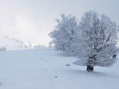 Rein S. Iberis_11_XY