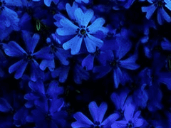 자그맣고 푸른 나의 꽃