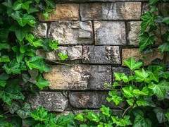 [마들에슾] 담쟁이 덩굴