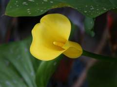 [마들에슾] 노란 카라