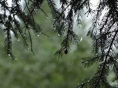 Rose in the Rain(Madeleine ver.)