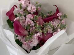 [백망되/알베케일] 비단향꽃무