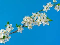 크리스틴 아리아