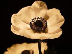 [마들에슾] 아네모네