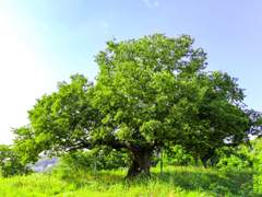 [마들에슾] 운명