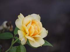 일라이자 아이드리아