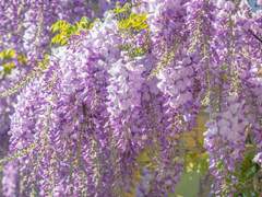 [마들에슾] L’amour second