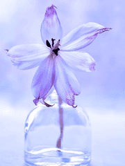 [황딸/황제의 외동딸] 반역자의 동료 / 백업