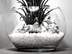 새장 안에 갇혀버린 불쌍한 물고기