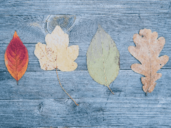 귀멸의 칼날 세계관에 드랍되었다