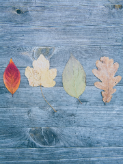 귀멸의 칼날 세계관에 드랍되었다