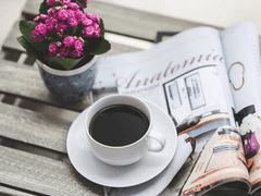 2차 코스모스 보도