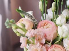 [마들에슾] 리시안셔스