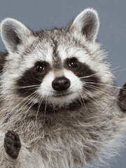 세르시온 연성계