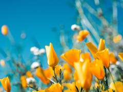 브리슈 옌 솔레이아 / 12 / XX