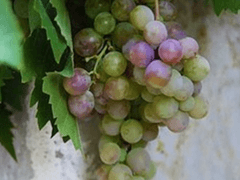 벤멋쟁이 단편선