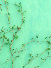 풋사랑 사각지대