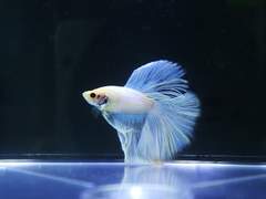 [KeAp X OK] 몽중몽