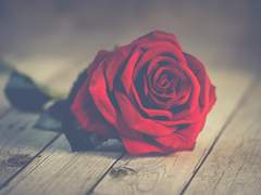 To. Wednesday Gingerale