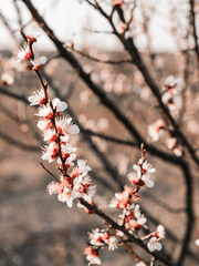 섬서의 아들, 대화산파 명예 제자