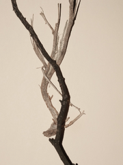 (앙스타+치키타구구) 천년만년