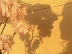 [이클립스] 梅花🌺