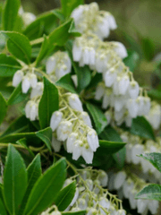 [히츠모모] 생활