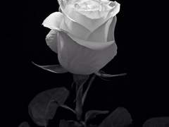 Chapter 3: Coughing Up Blood