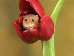 아미지마 키에 / 女 / 미술부