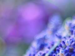 TO. Camila N. Francesca.