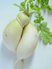 자캐즈 관련 무언가