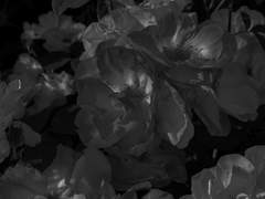 조사 결과 보고서