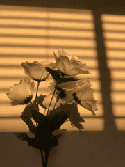 문호 스트레이독스