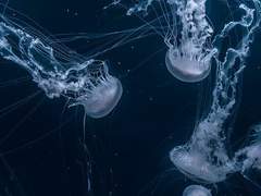 유화 고교 봄 합숙