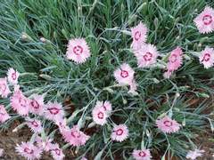 꽃 11 ~ 패랭이꽃