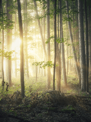 피어나지 못한 꽃들